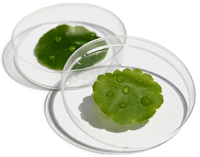 Leaves in dishes